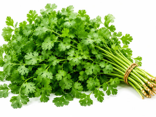 Coriander