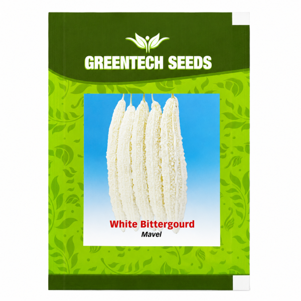 White Bittergourd Marvel